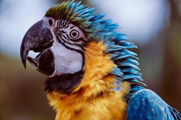 Guide d'achat : gouttes oreille chien sans ordonnance