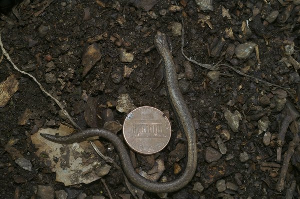 Quelle est la différence entre la vision nocturne des chats et celle des hiboux?