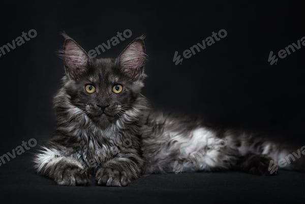 À la découverte du maine coon black smoke : élégance et tendresse